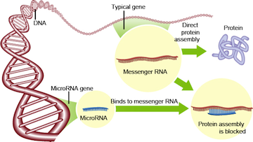 میکرو RNA